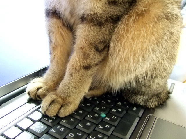 猫がいつも邪魔しに来る！パソコンに乗ってくる猫の行動の理由