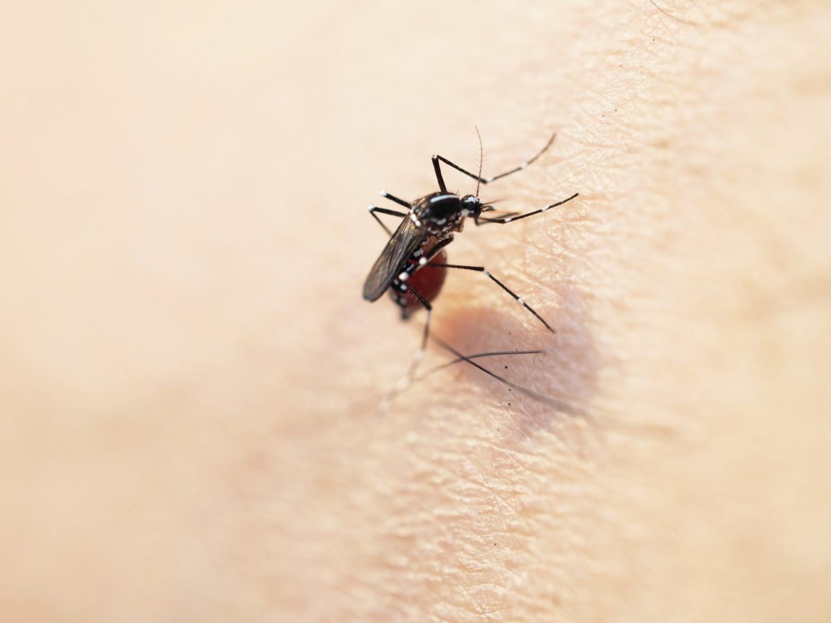 足の長いのは蚊？血を吸わない蚊の正体「ガガンボ」とは